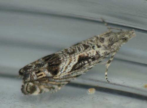 Selania leplastriana