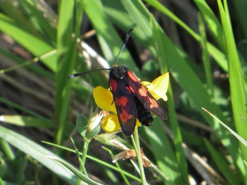 Zygaena trifolii