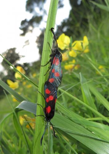 Réf. 157 604 : Zygaena trifolii