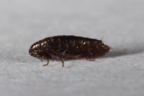 Réf. 157 357 : Ceratophyllus sp.