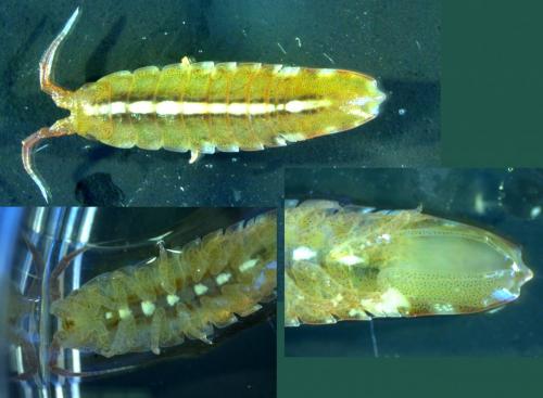 Idotea balthica