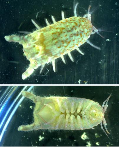Dynamene bidentata