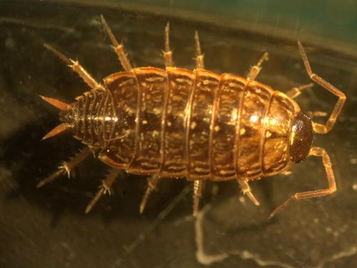 Philoscia muscorum