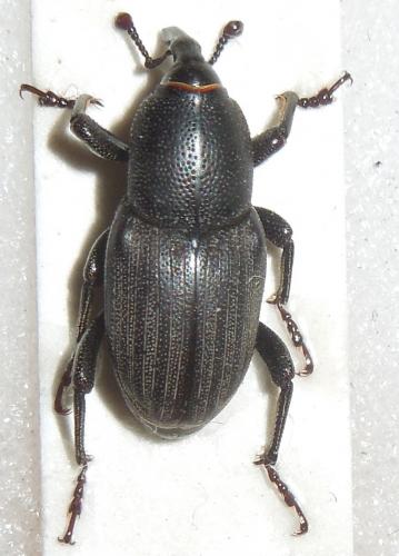 Sphenophorus striatopunctatus