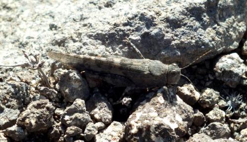 Sphingonotus sp.
