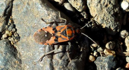 Réf. 157 756 : Spilostethus pandurus