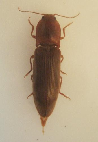 Réf. 157 156 : Stenagostus rhombeus