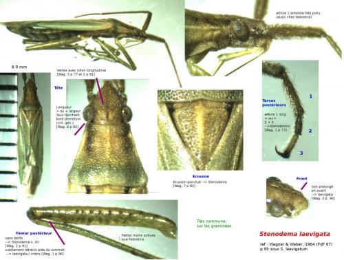 Stenodema laevigata