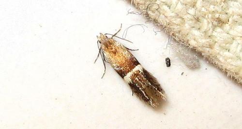 Réf. 157 835 : Syncopacma sp.