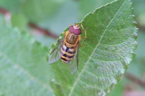 Réf. 157 164 : Syrphus sp.