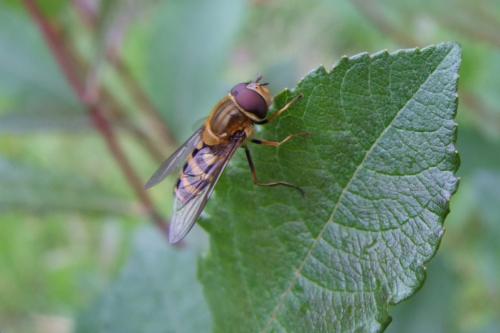 Réf. 157 166 : Syrphus sp.