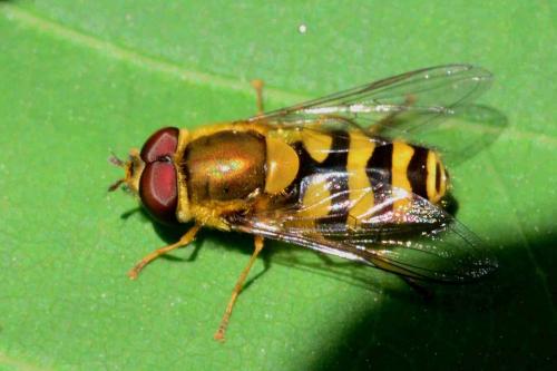 Réf. 157 602 : Syrphus sp.
