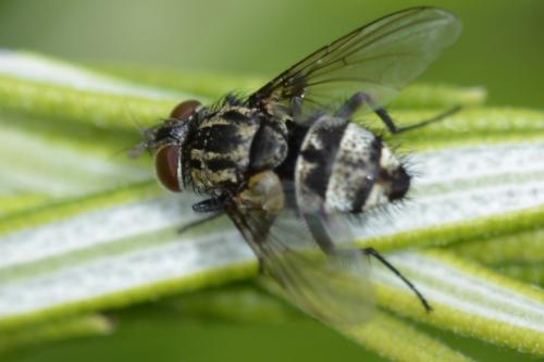Nemorilla floralis