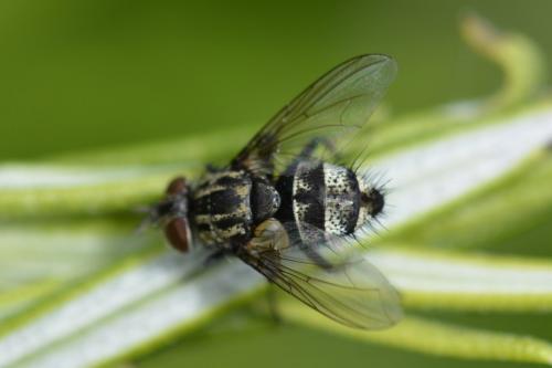 Nemorilla floralis