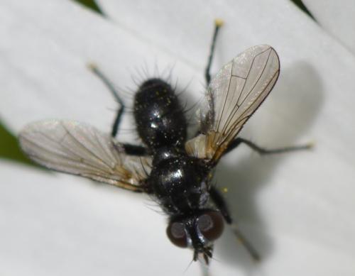 Phania funesta