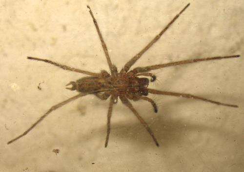 Eratigena atrica