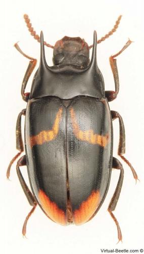 Gargilius bicornutus
