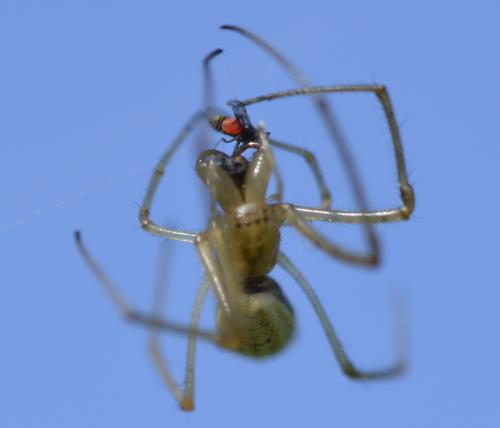 Tetragnatha sp.