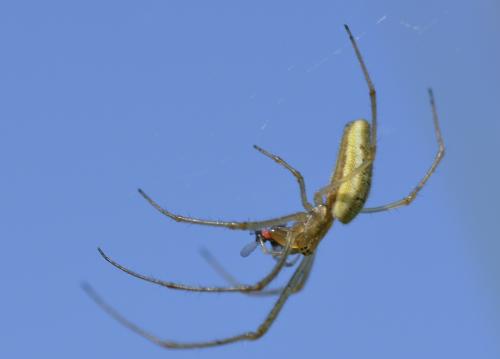 Tetragnatha sp.
