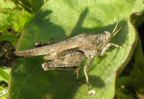 Réf. 157 328 : Tetrix subulata