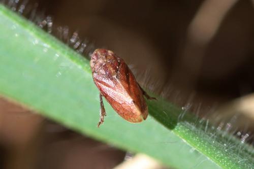 Tettigometra sp.