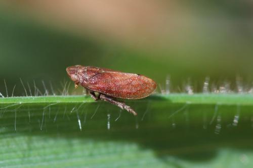 Réf. 157 959 : Tettigometra sp.