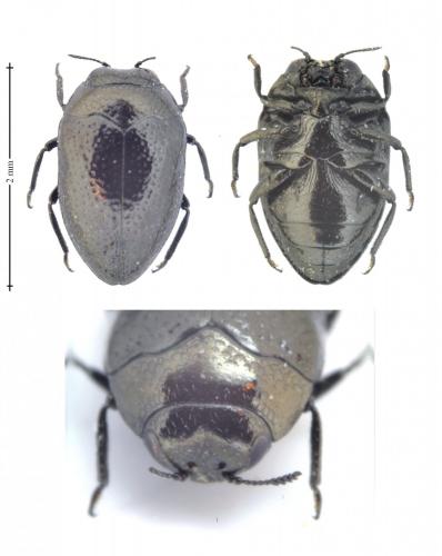 Trachys sp.
