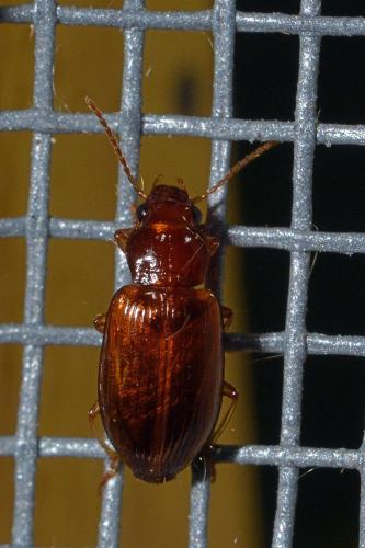 Réf. 157 846 : Bradycellus verbasci