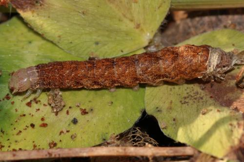 Réf. 157 807 : Phlogophora meticulosa