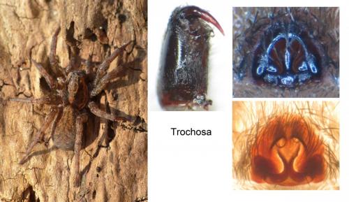 Trochosa terricola