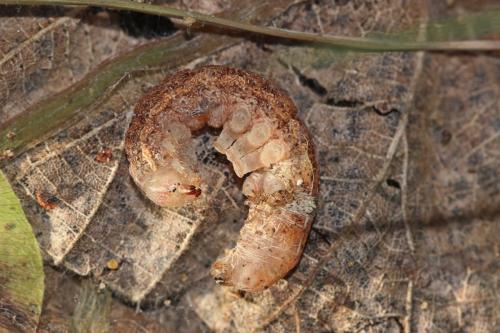Phlogophora meticulosa