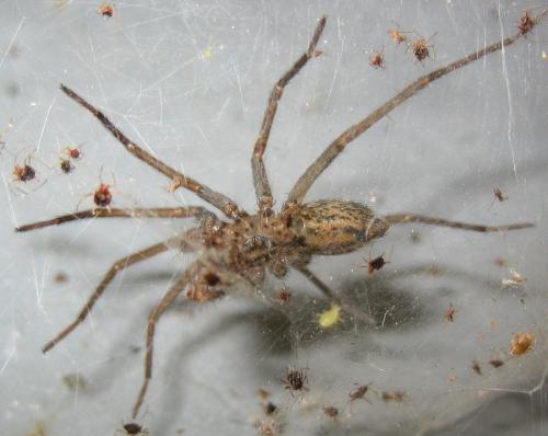 Eratigena atrica
