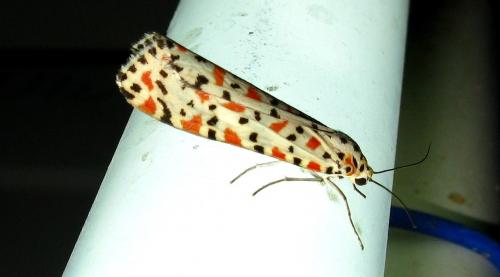 Réf. 157 310 : Utetheisa pulchella