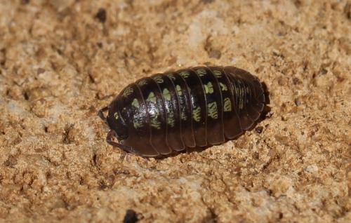 Armadillidium depressum