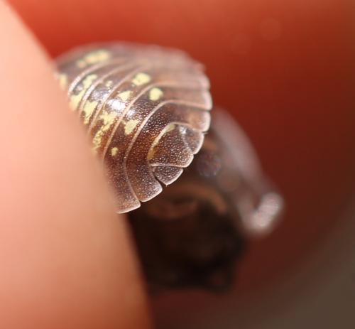 Armadillidium depressum