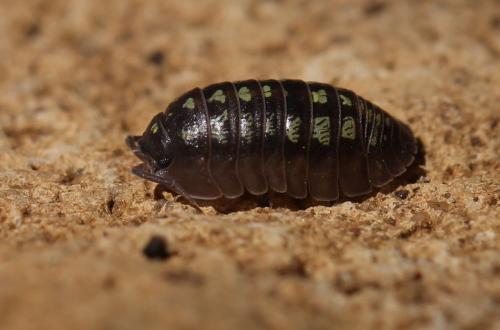 Armadillidium depressum