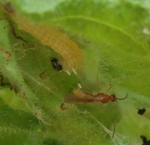 Hormius sp.