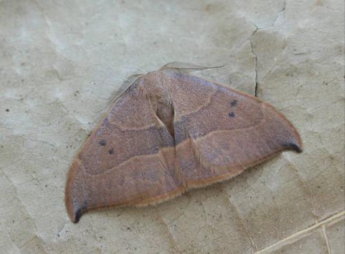 Réf. 157 514 : Watsonalla uncinula