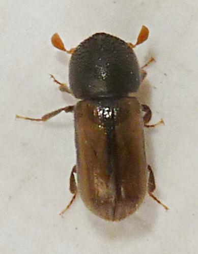 Réf. 157 145 : Trypodendron domesticum
