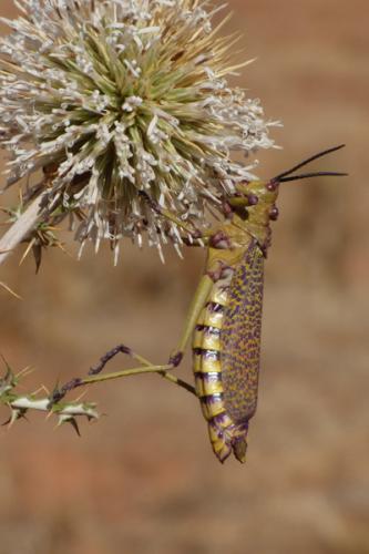 Réf. 157 113 : Phymateus aegrotus