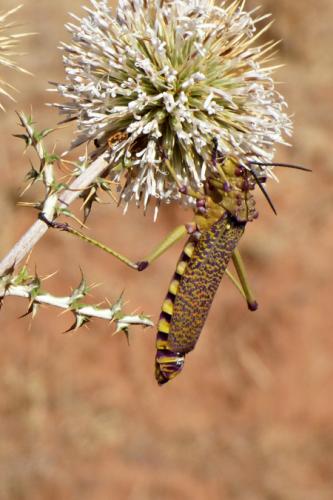 Réf. 157 146 : Phymateus aegrotus