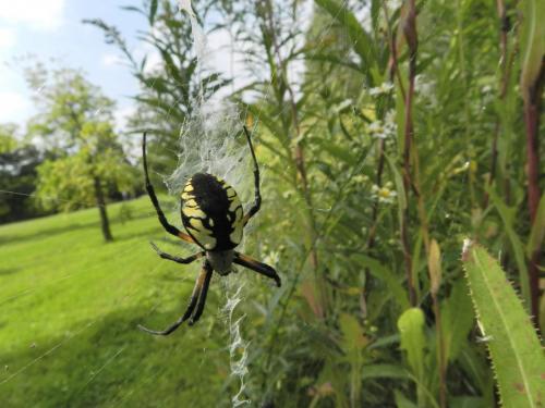 Argiope aurantia