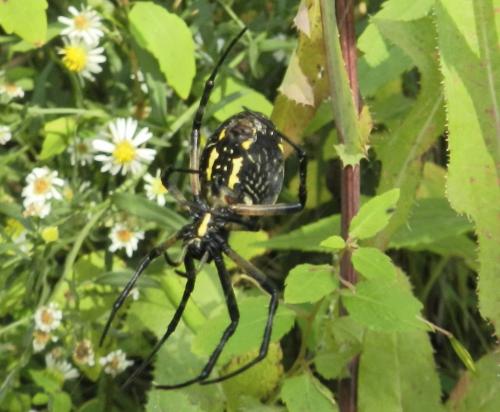 Réf. 157 968 : Argiope aurantia