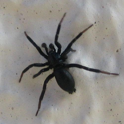 Zelotes sp.