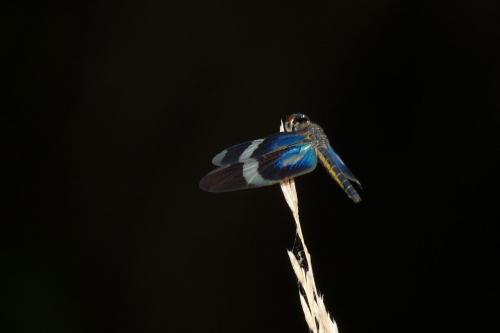 Zenithoptera viola