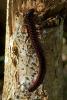 157634 – Photo : Leif Gabrielsen – Philippines