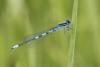 Coenagrion scitulum