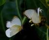 157743 – Photo : Jean-Claude Jamoulle – Martinique