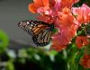 157687 – Photo : Jean-Claude Jamoulle – Anguilla