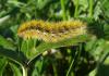157548 – Photo : Catherine Reymonet-Smitten – France (31)